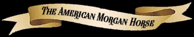 American Morgan Horse banner