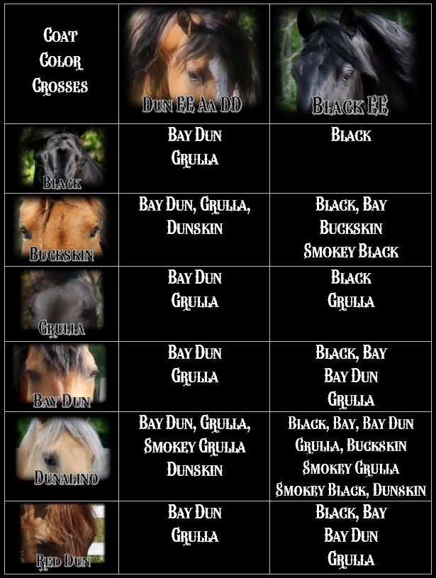 Dog Coat Colors Chart