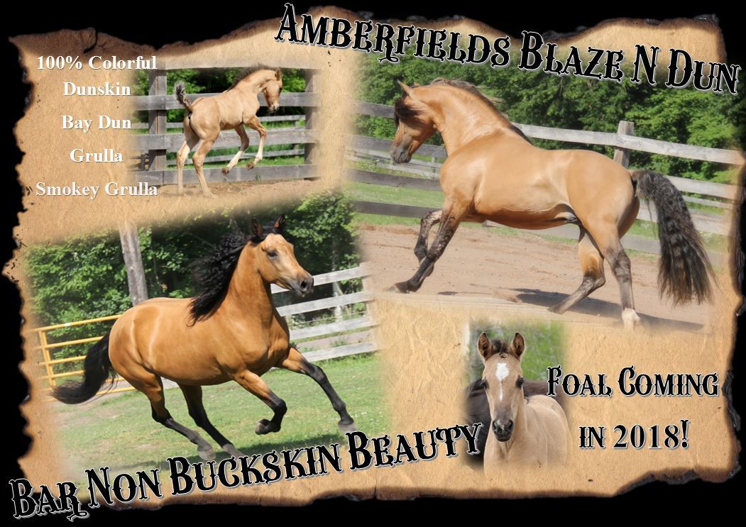 Foals 2018 Beauty1
