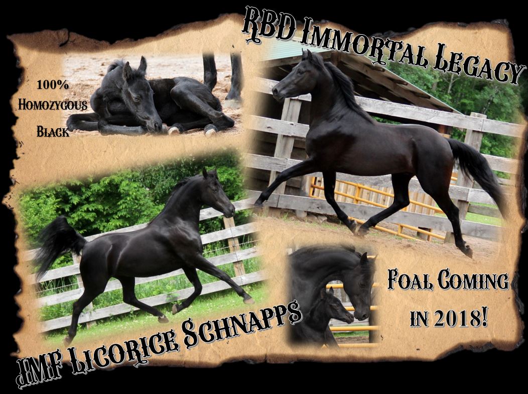 Foals 2018 Licorice