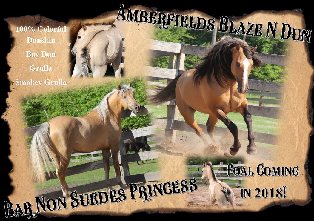 Foals 2018 Princess1