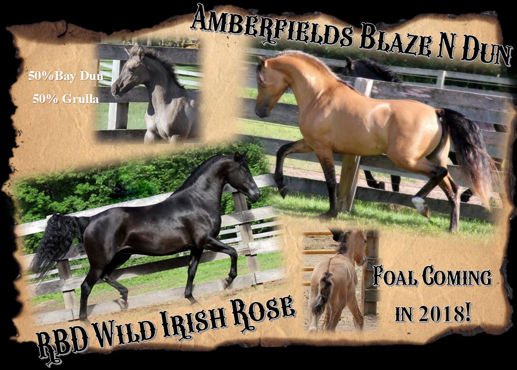 Foals 2018 Rose