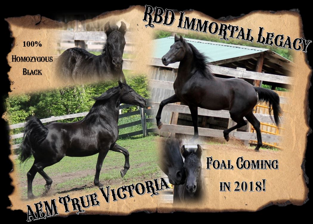 Foals 2018 Victoria