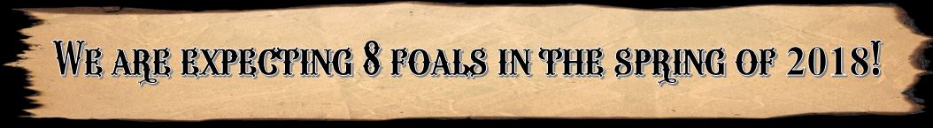 Foals coming 2018