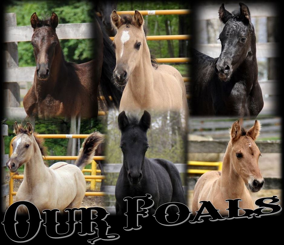 Foals page 2017 01