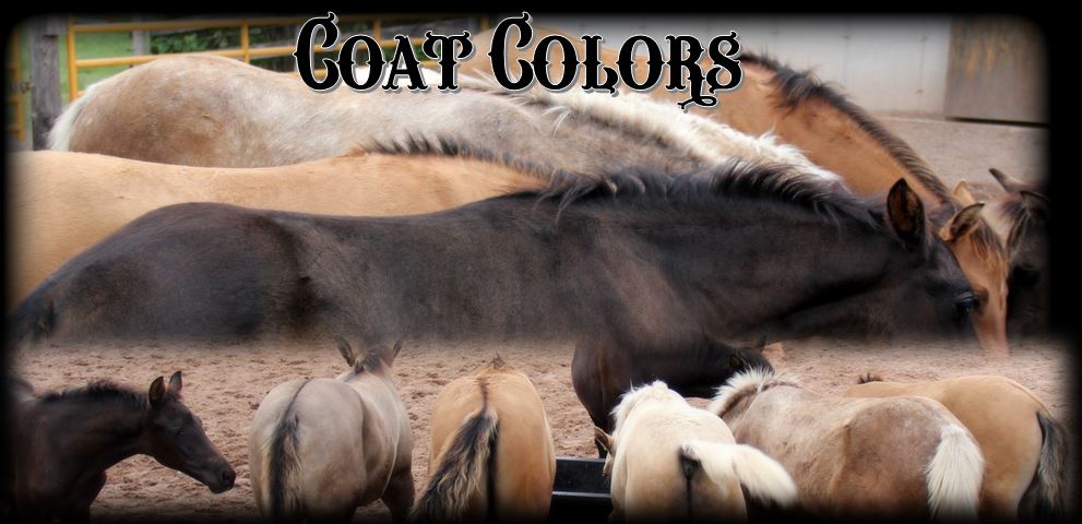 Page header Coat Colors