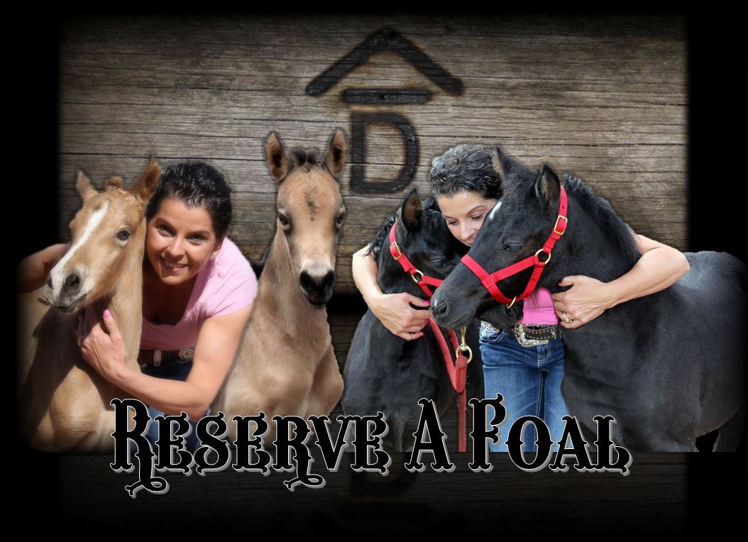 Reserve A Foal2 1