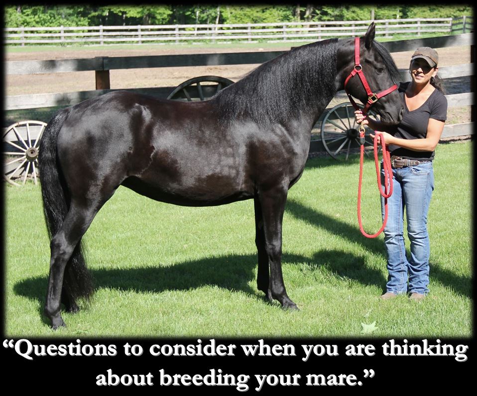 Breeding your mare1