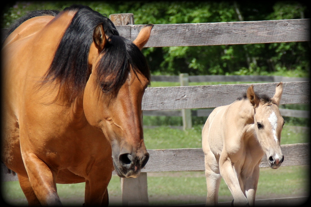 Adobe filly9 - Copy.jpg2 Adobe filly9 - Copy.jpg2
