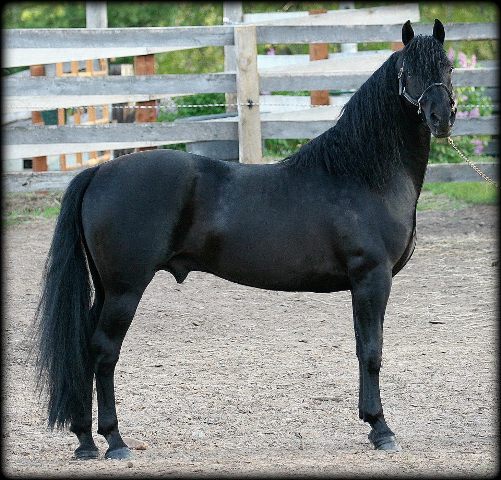 JMF Basic Black.jpg1 JMF Basic Black.jpg1