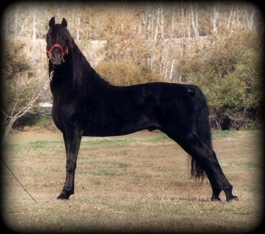 Regency.jpg2 Regency.jpg2