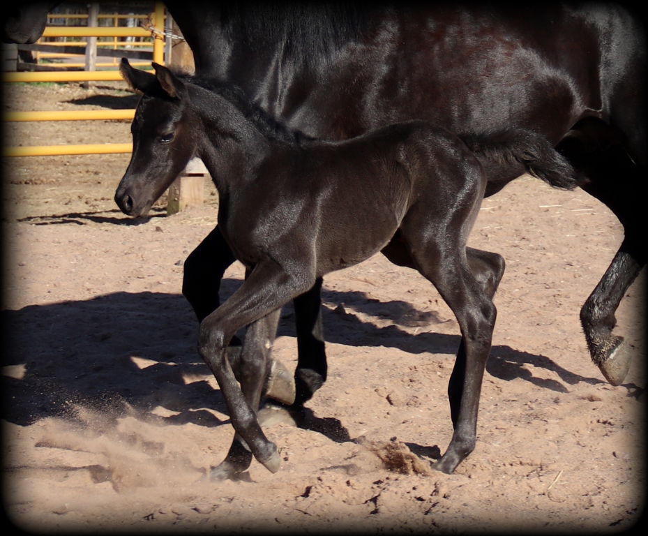 Licorice filly3