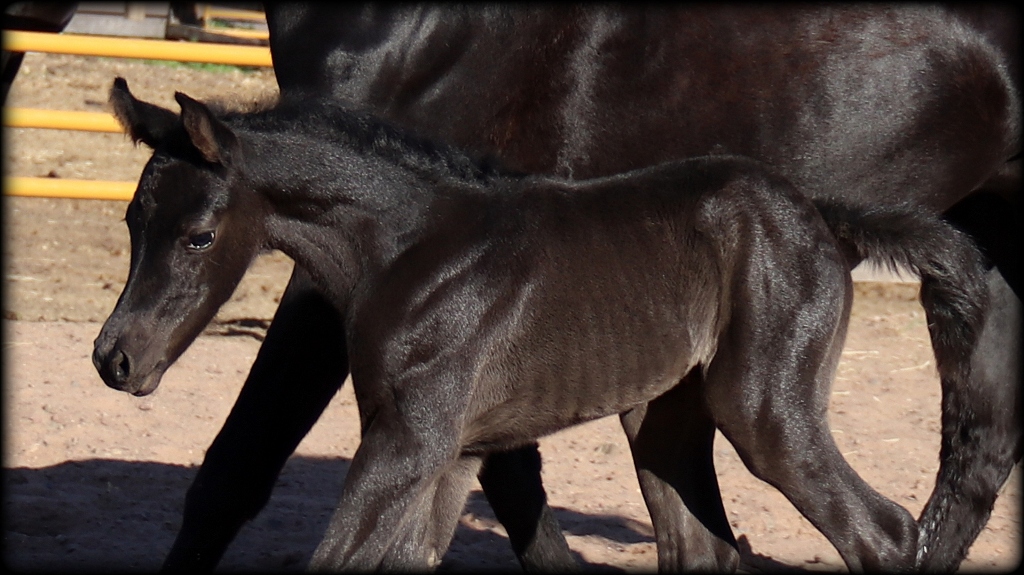 Licorice filly4
