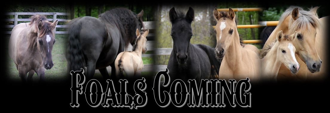 Foals coming header2019