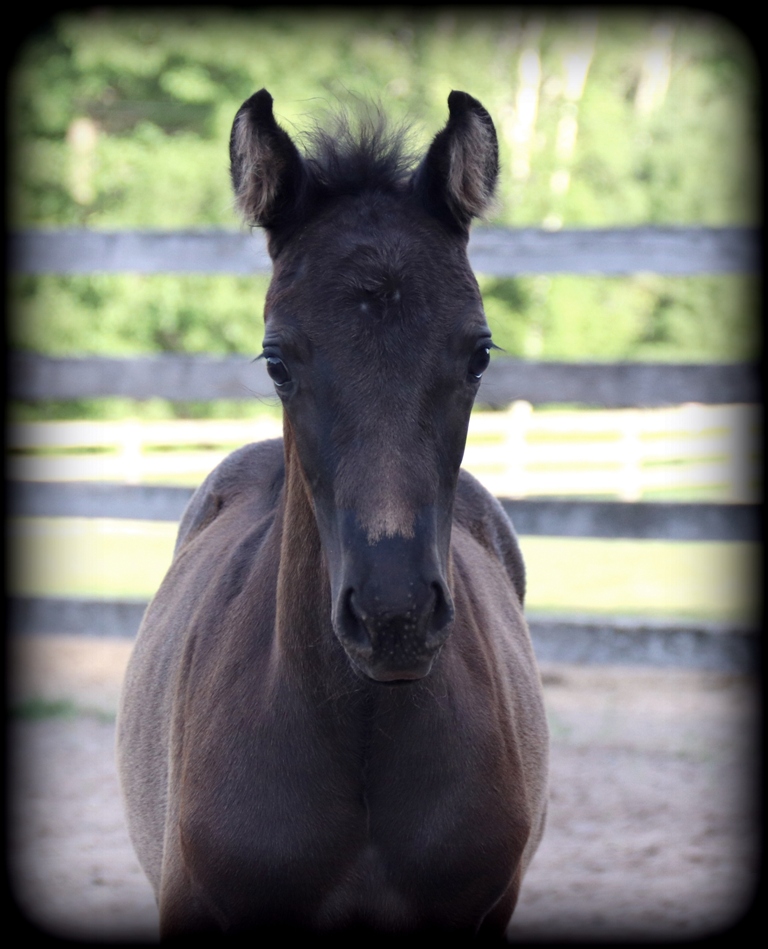 Licorice filly07.jpg1 Licorice filly07.jpg1