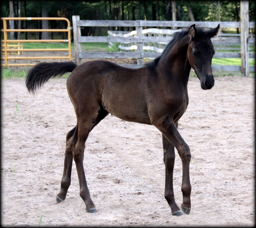 Licorice filly08.jpg1 Licorice filly08.jpg1