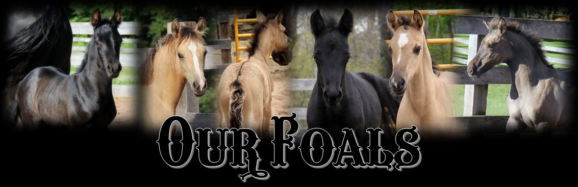 Our Foals page header Our Foals page header