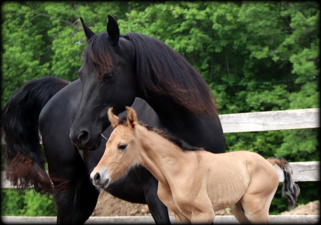 Licorice colt12 - Copy.jpg1