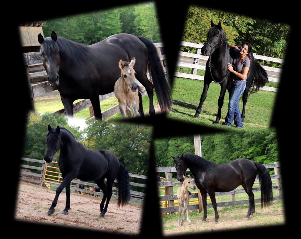 Mare page Cam2 Mare page Cam2