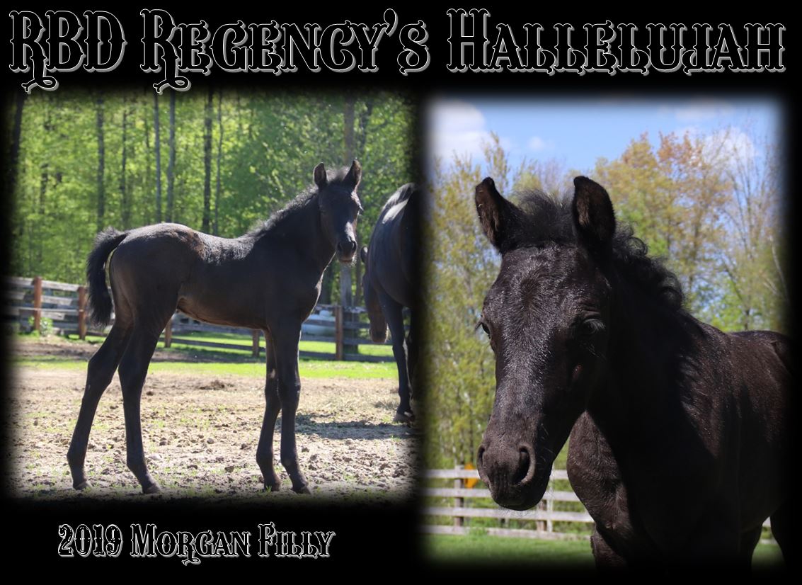 Mares Hallelujah main 1 Mares Hallelujah main 1