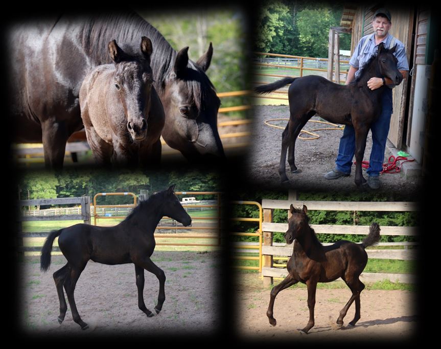 Mares Hallelujah main2 Mares Hallelujah main2