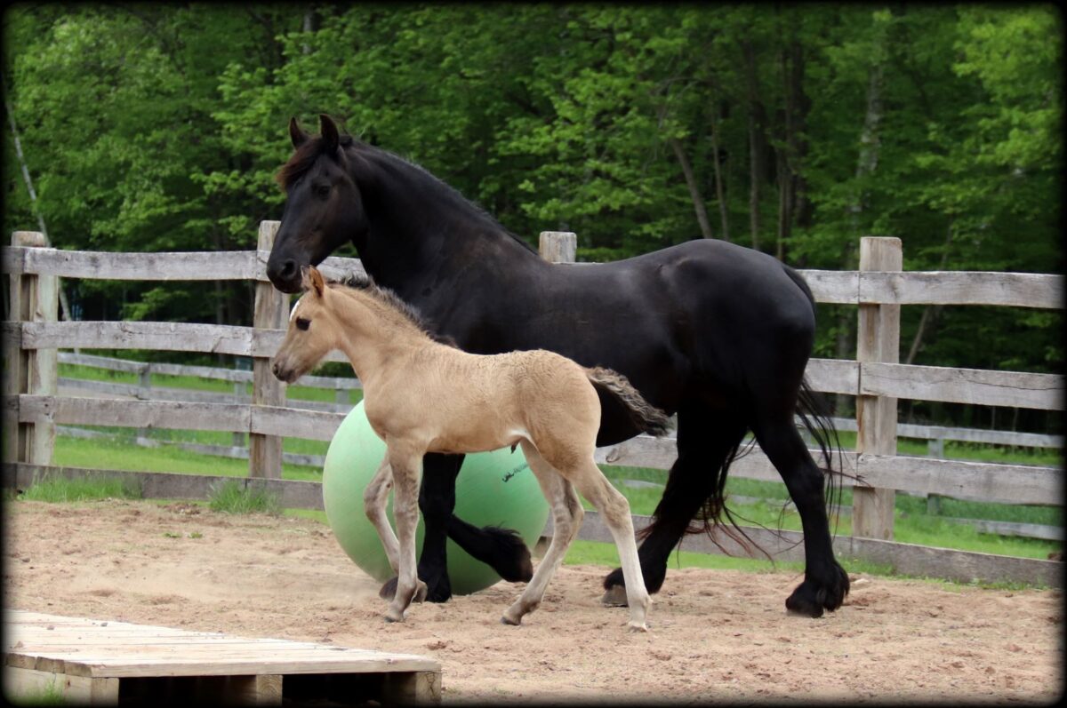 Our Foals – Rafter Bar D Morgans