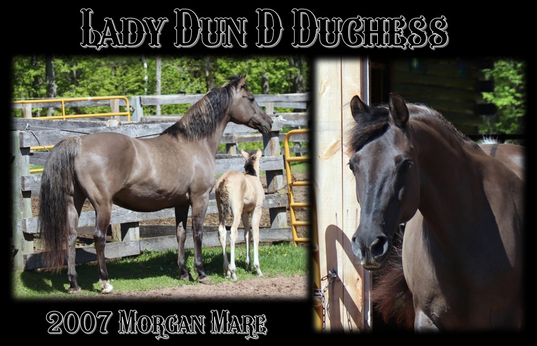 Duchess mares page 1