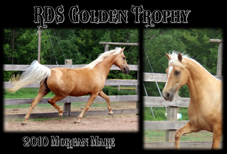 Goldie mare page 1