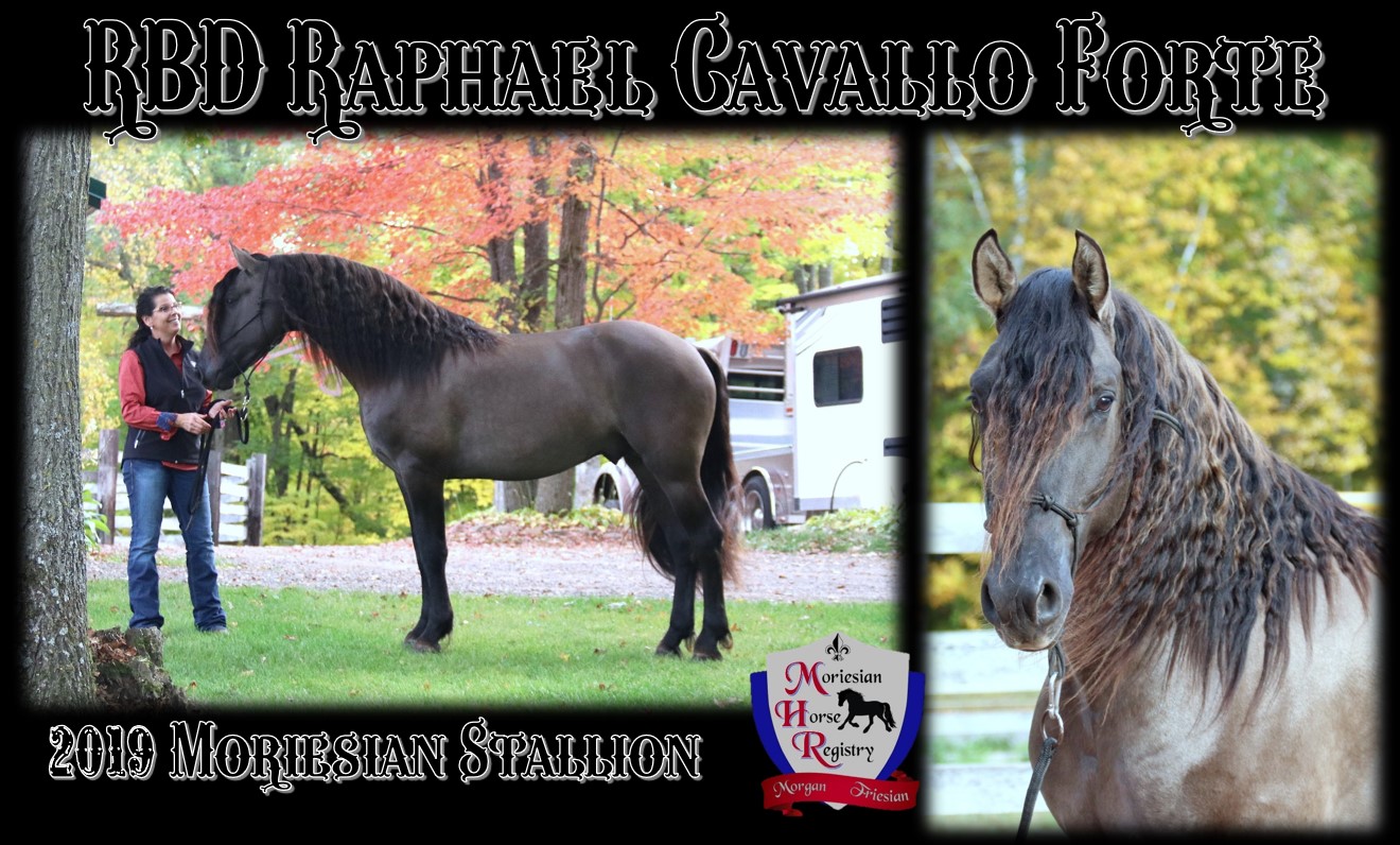 Raphael stallion page1