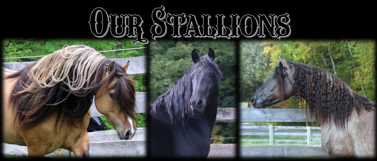 Stallions header1