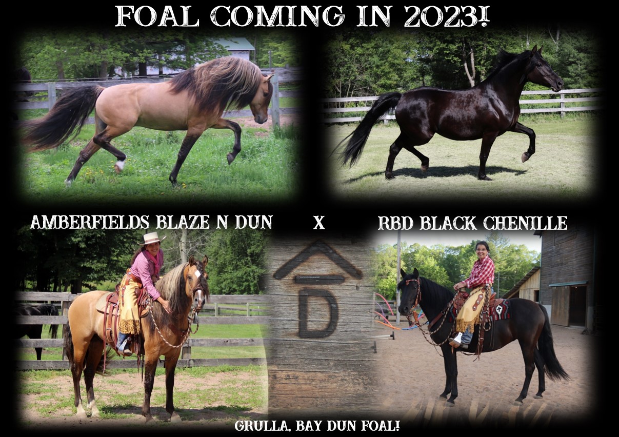 Foals coming 2023 Blaze x Chenille
