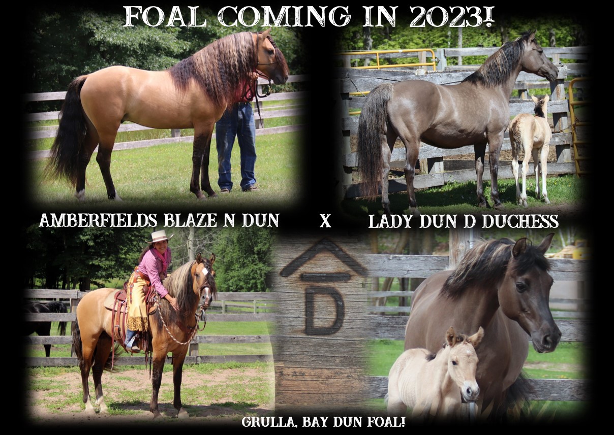 Foals coming 2023 Blaze x Duchess