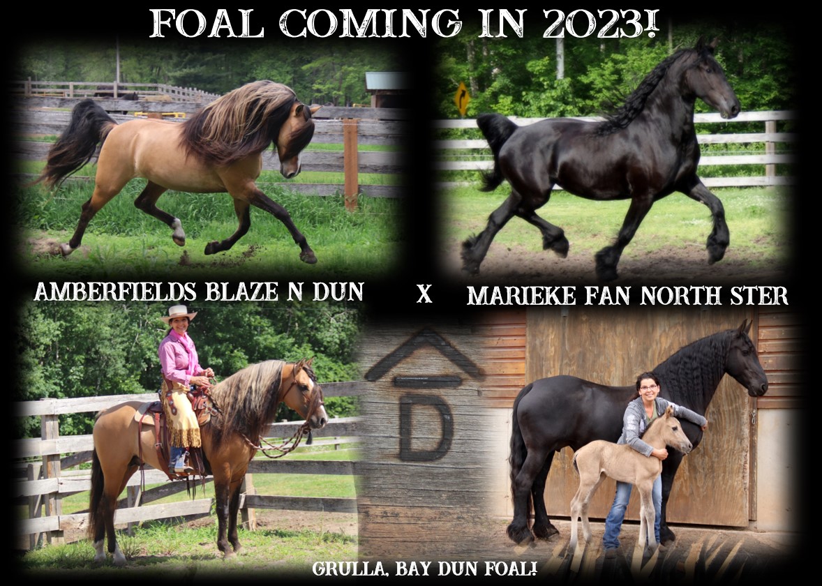Foals coming 2023 Blaze x Marieke