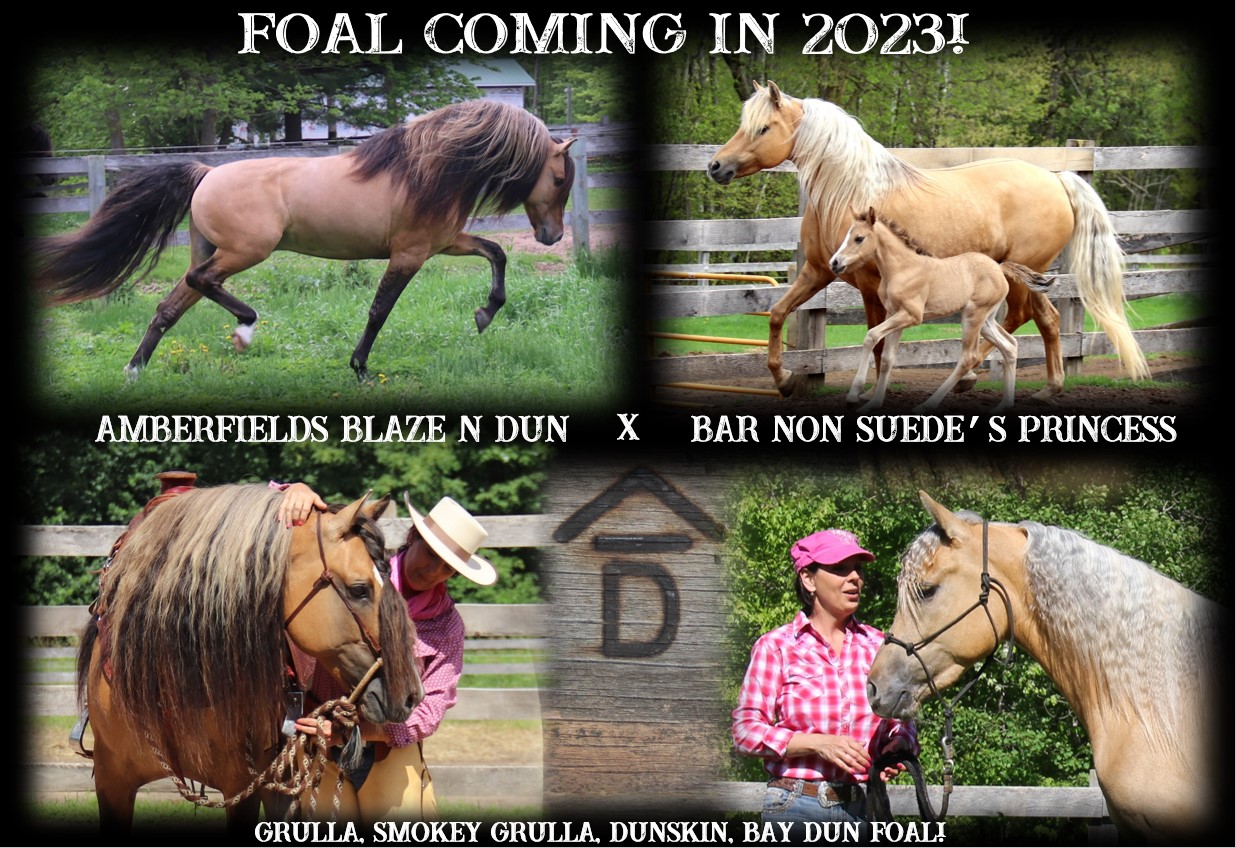 Foals coming 2023 Blaze x Princess