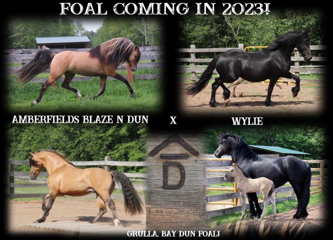 Foals coming 2023 Blaze x Wylie