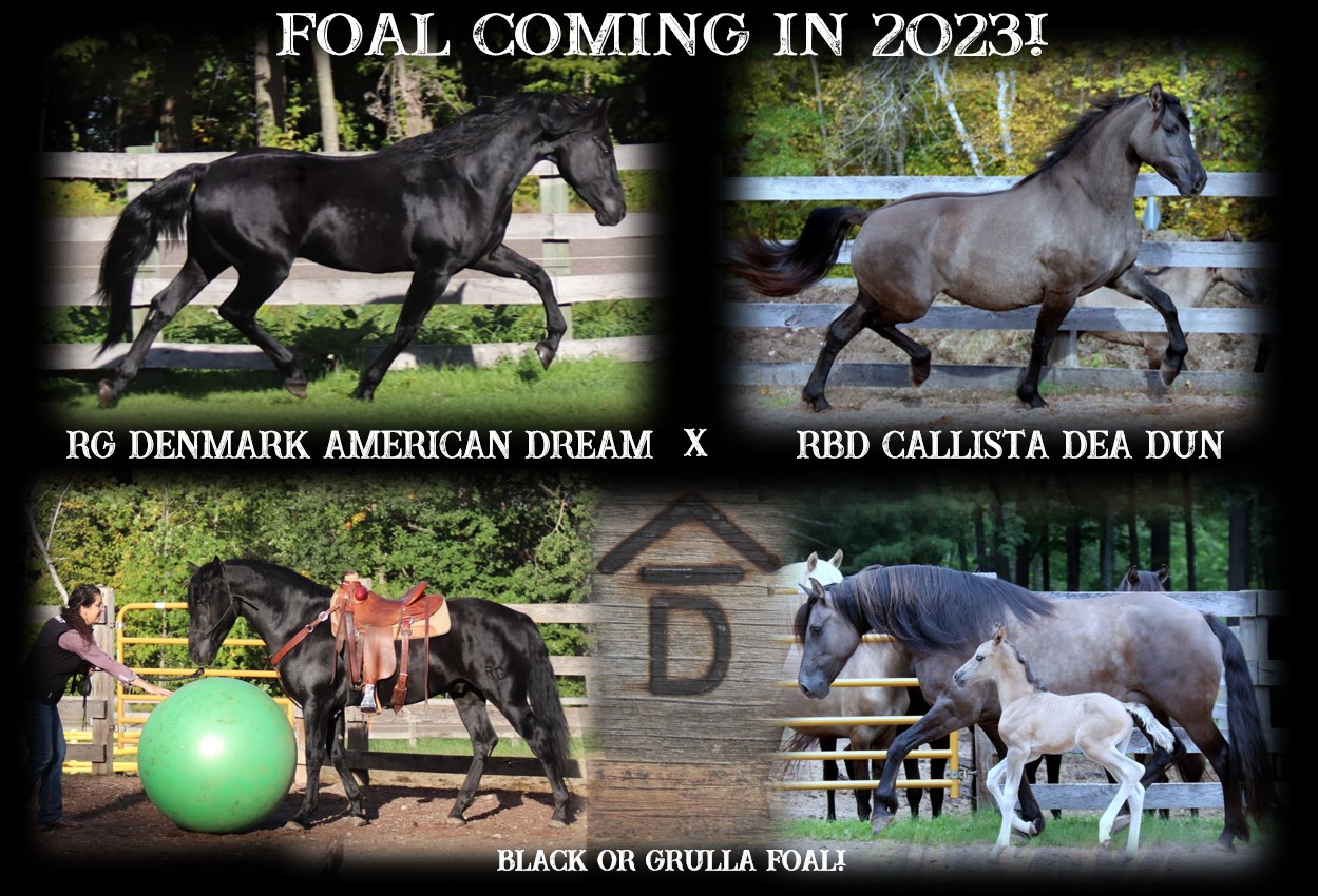 Foals coming 2023 Dream x Callista