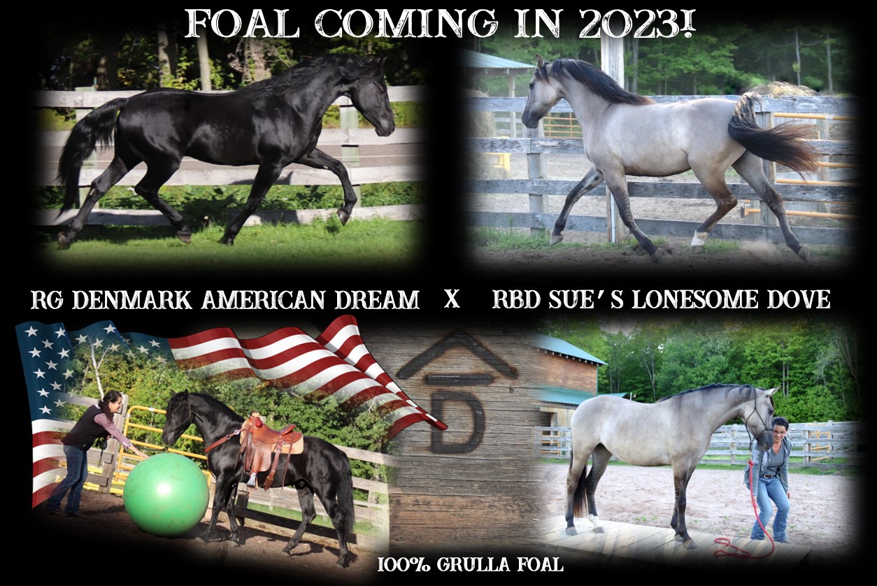 Foals coming 2023 Dream x Dove