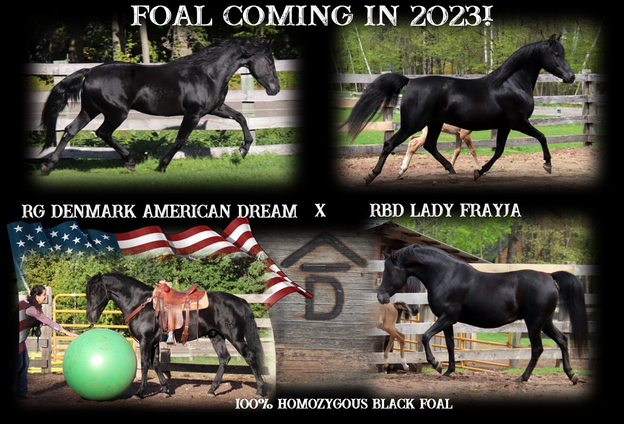Foals coming 2023 Dream x Frayja