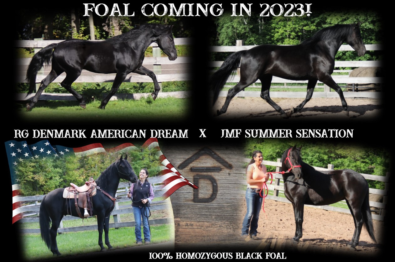 Foals coming 2023 Dream x Summer
