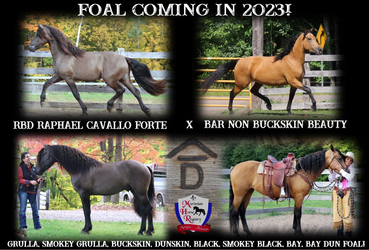 Foals coming 2023 Raphael x Beauty