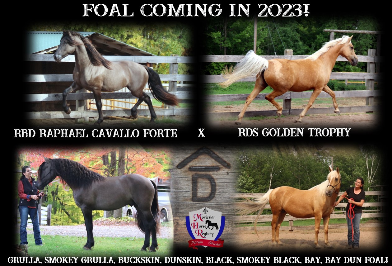 Foals coming 2023 Raphael x Goldie