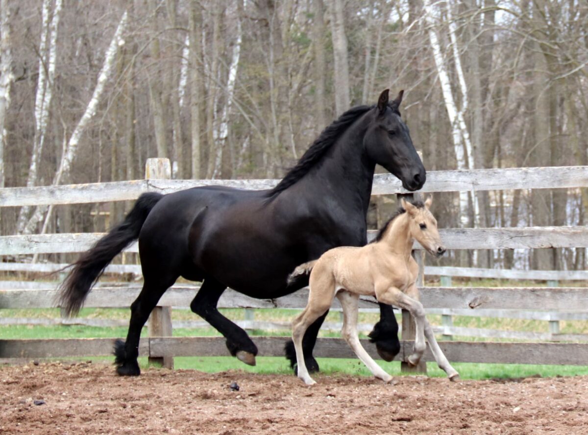 Our Foals – Rafter Bar D Morgans