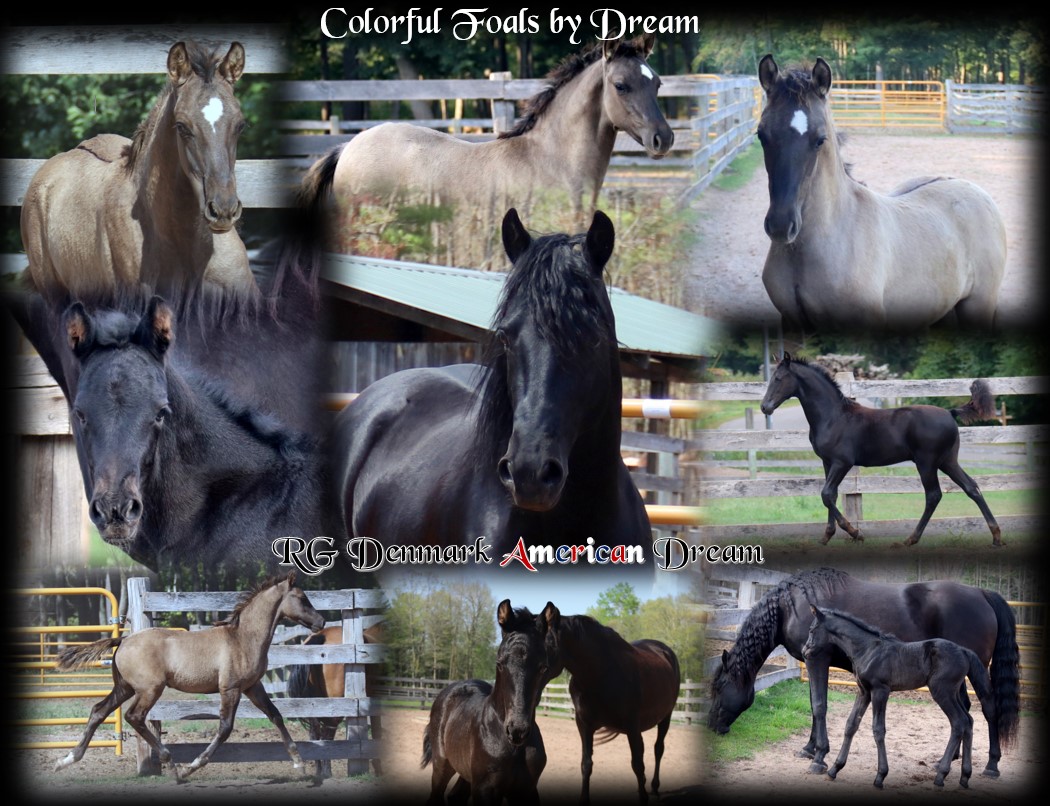 Dream Foals