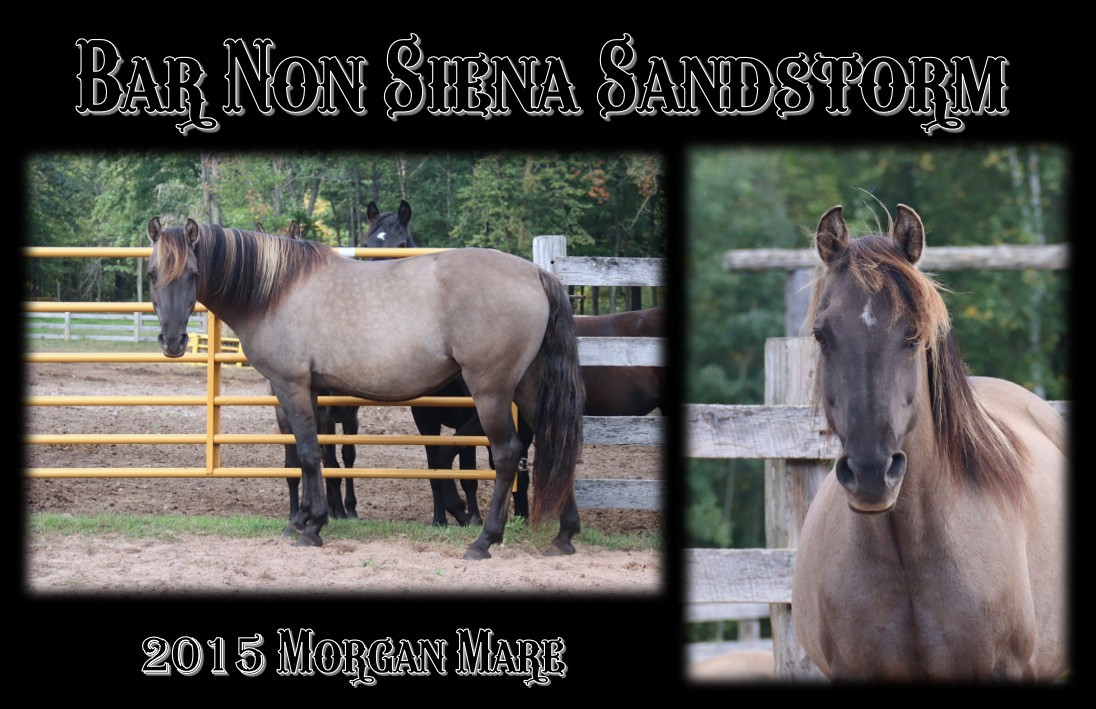 Siena mares page 1