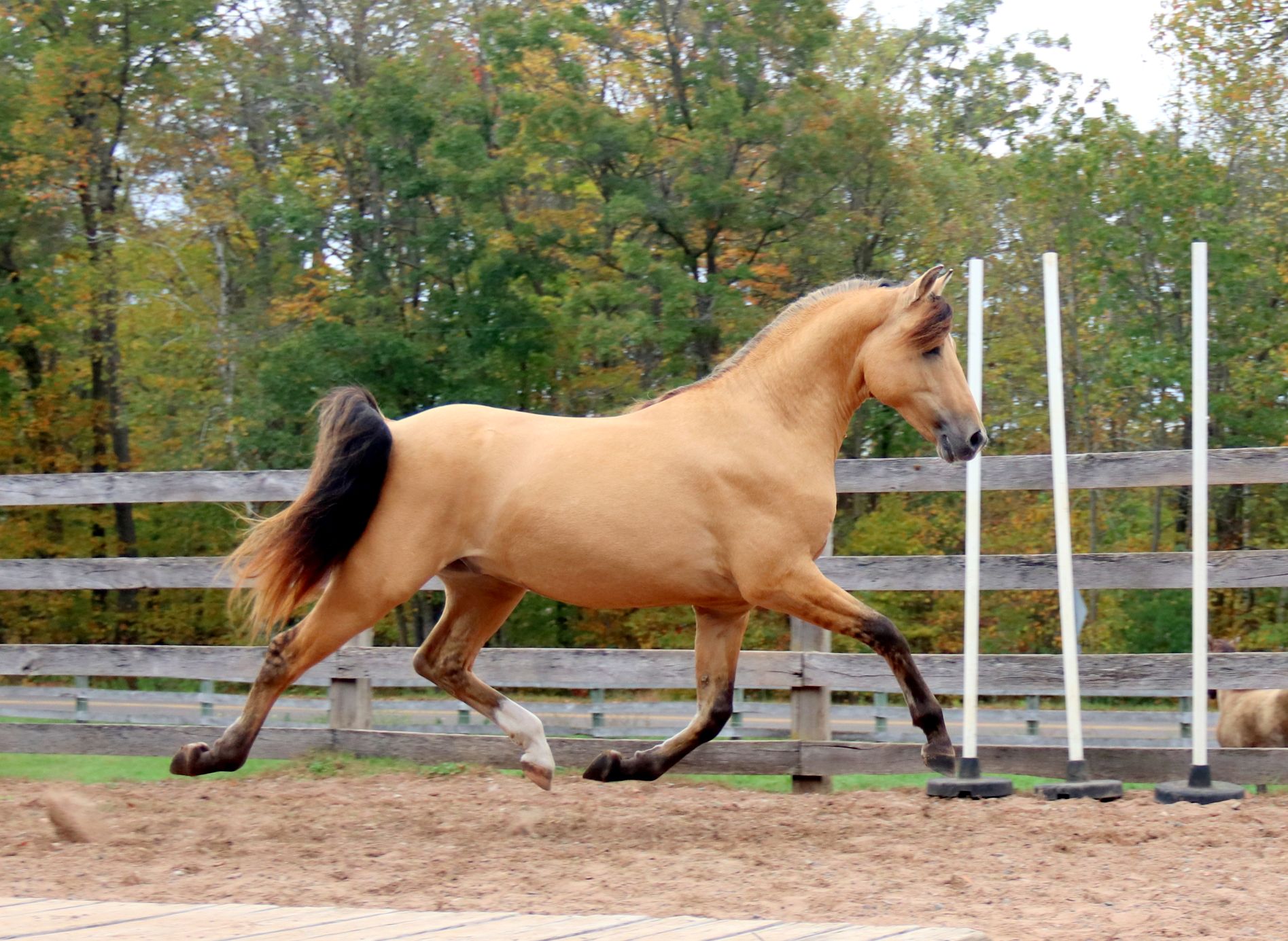 Arion 2 yr. 11 - Copy