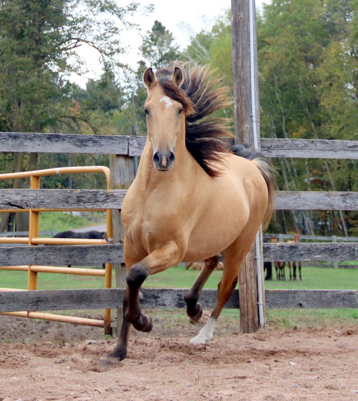 Arion 2 yr. 18 - Copy