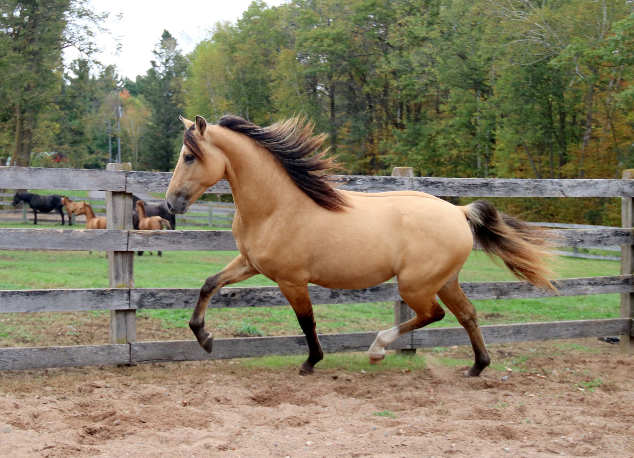 Arion 2 yr. 19 - Copy