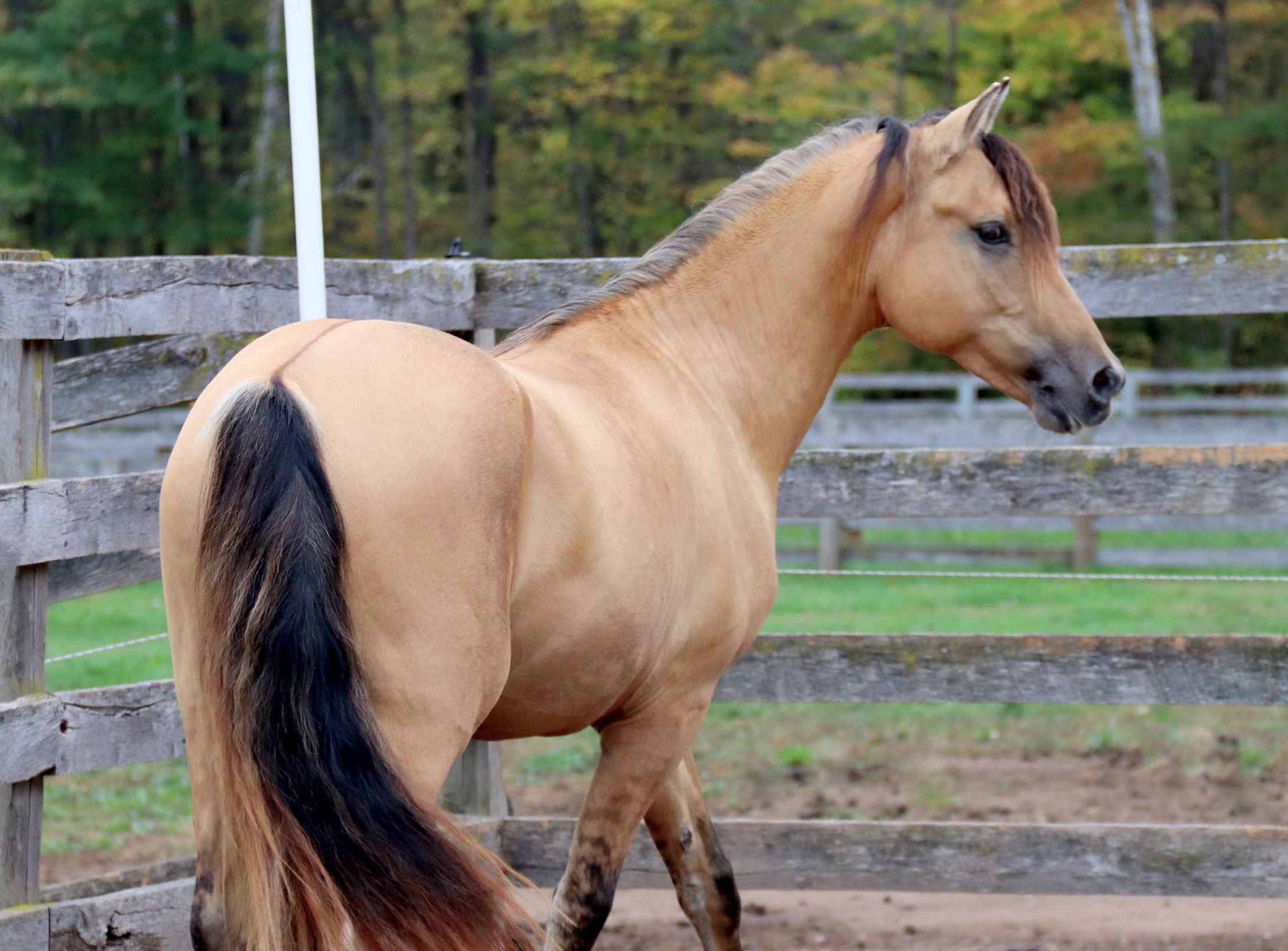 Arion 2 yr. 27 - Copy