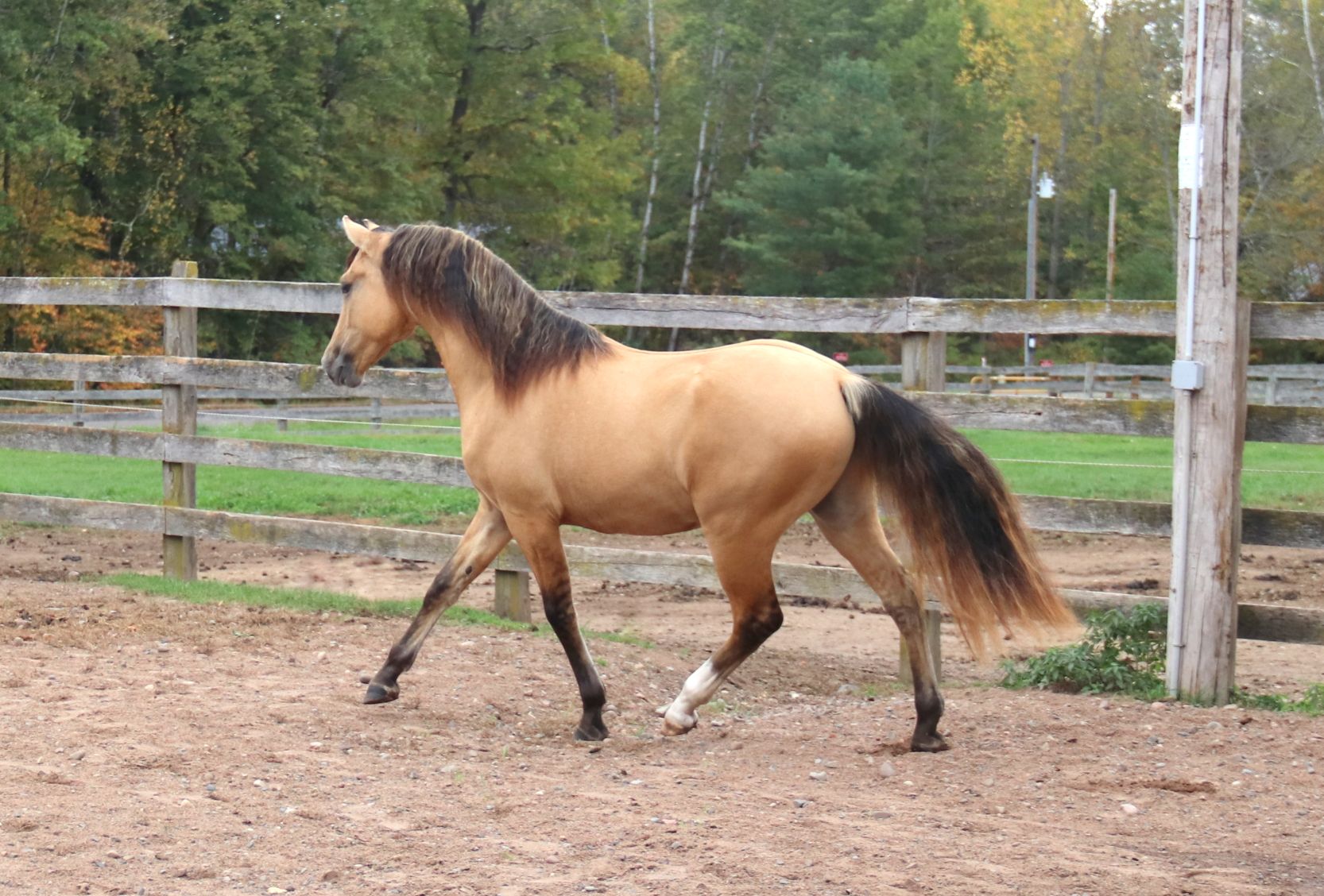 Arion 2 yr. 28 - Copy