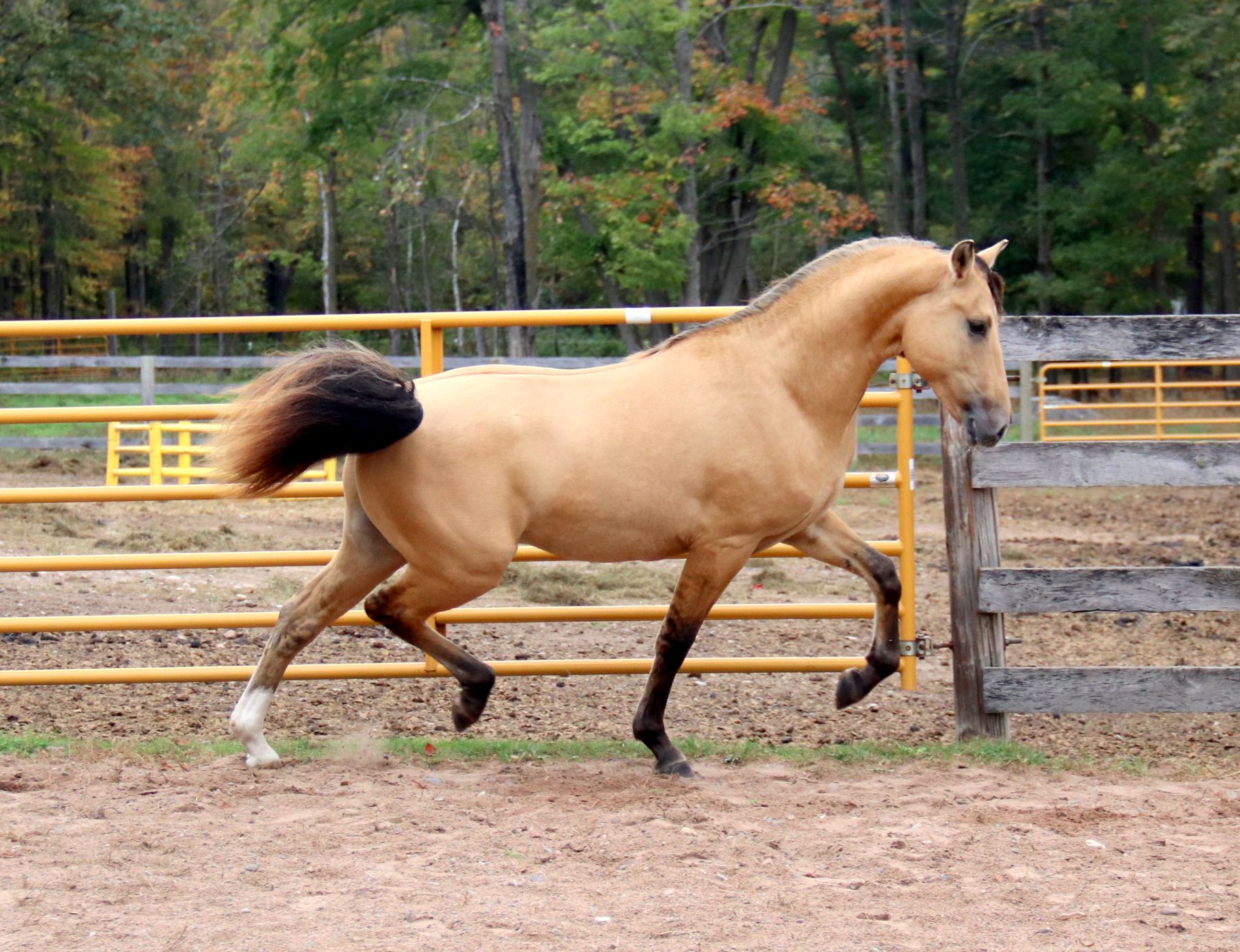 Arion 2 yr. 29 - Copy